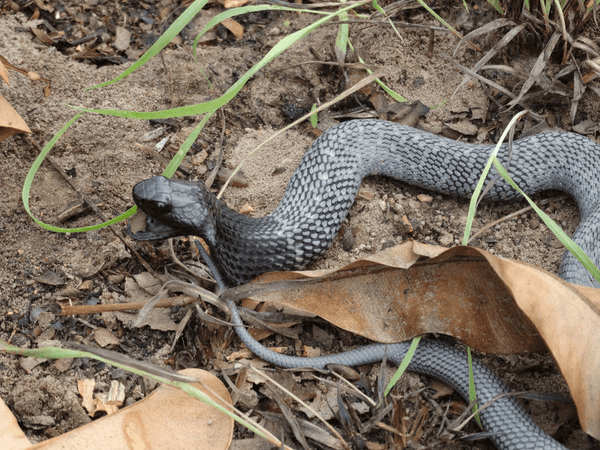 Genetic shed testing for ball pythons and reptiles! | ProHerper